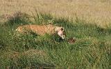 TANZANIA - Serengeti National Park - Leoni Lions - 08